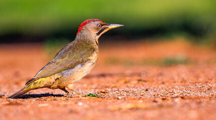 European Green Woodpecker, Picus viridis, Mediterranean Forest, Castilla La Mancha, Spain, Europe