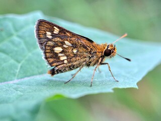 Close-up of a brown butterfly with orange and white spots resting on a green leaf, macro insect photography in nature, perfect for wildlife, entomology, and biodiversity themes.