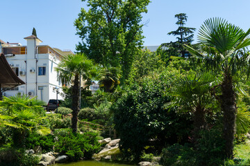 Tall Chinese windmill palm (Trachycarpus fortunei) and lush greenery frame serene garden pond, with white building in the Russian-Japanese Friendship Garden in Sochi. Public park on Kurortny Prospekt