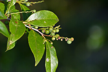 シャシャンボの未成熟な果実