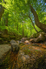 Mixed Forest at Laguna Negra y Circos Glaciares de Urbión Natural Park, Protected Area, Picos de Urbión, Soria, Castilla Y León, Spain, Europe