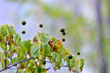 ヤマボウシの未成熟な果実