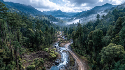 The relationship between forestry and indigenous rights