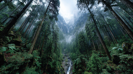 The relationship between forests and climate adaptation