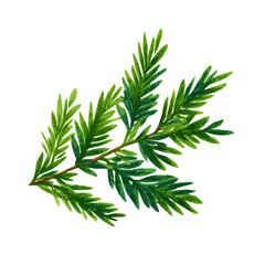 A Simple flat 2D illustration of an evergreen branches isolated on a white background, AI, flat 2d design, ideal for animation, UI/UX design, mobile apps, web design, digital illustrations