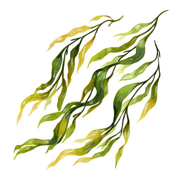 Flat 2D icon, minimalist design, clipart, A Simple flat 2D icon, kelp seaweed strands Collection illustration isolated on a white background, vector, flat design, animation design