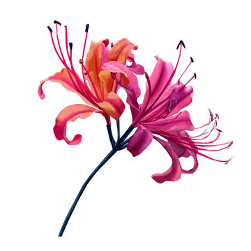 Flat 2D icon, minimalist design, clipart, A Simple flat 2D icon, nerine flower illustration isolated on a white background, vector, flat design, animation design. eps