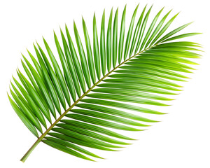 Obraz premium Vibrant green palm frond with detailed texture and natural shape isolated on transparent background