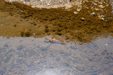 Orange koi fish swimming in clear, shallow water over a rocky riverbed