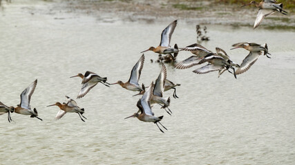 Barge à queue noire,
Limosa limosa, Black tailed Godwit