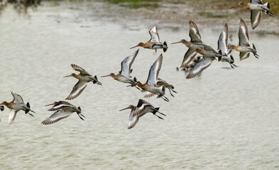 Barge à queue noire,Limosa limosa, Black tailed Godwit