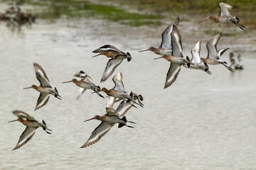 Barge à queue noire,
Limosa limosa, Black tailed Godwit