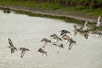 Barge à queue noire,Limosa limosa, Black tailed Godwit