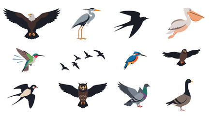 Obraz premium Diverse Bird Collection - Eagle, Heron, Swallow, Pelican, Hummingbird, and More.