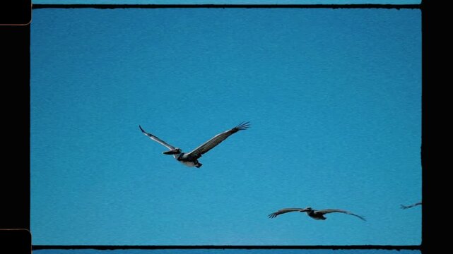 Vintage 16mm video of flying pelicans in slow motion, Californian brown pelican birds, analog camera with grain effect and film border, 4k video, gliding with wings through blue sky of San Diego coast