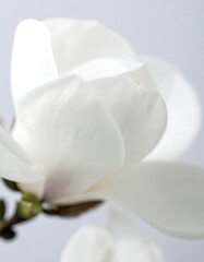 Obraz premium Close-up of a magnolia blossom