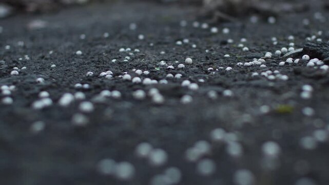 Lots of airsoft BBs on the ground 