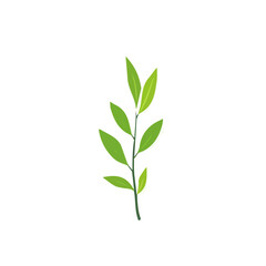 A chia seed leaves illustration, digital painting, chia seed leaves illustration in watercolor style, isolated on a white background, leaves collection, EPS format design