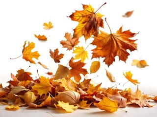 Falling autumn leaves isolated on white background