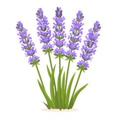Fototapeta premium Icon illustration, A Simple flat 2D icon lavender sprig isolated on a white background, vector, simple flat 2D icon, minimalist design, EPS