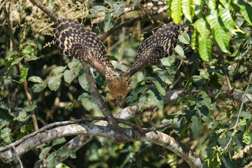 Buffy Fish Owl (Ketupa ketupu )bird perching on the tree. Bird watching in natural habitats in the forest.
