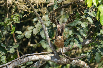 Buffy Fish Owl (Ketupa ketupu )bird perching on the tree. Bird watching in natural habitats in the forest.