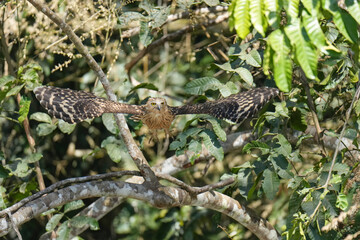 Buffy Fish Owl (Ketupa ketupu )bird perching on the tree. Bird watching in natural habitats in the forest.