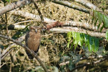 Buffy Fish Owl (Ketupa ketupu )bird perching on the tree. Bird watching in natural habitats in the forest.