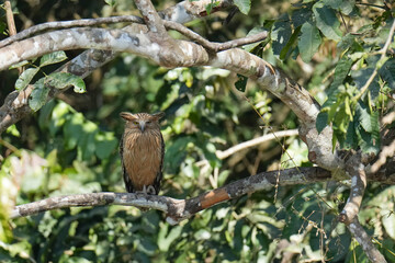 Buffy Fish Owl (Ketupa ketupu )bird perching on the tree. Bird watching in natural habitats in the forest.