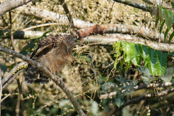 Buffy Fish Owl (Ketupa ketupu )bird perching on the tree. Bird watching in natural habitats in the forest.