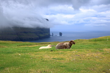 Sheeps at the Risin og Kellingin (Giant and the Witch) sea stacks viewpoint at the northern coast of Eysturoy island, Faroe Islands, Denmark