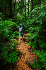 Fototapeta premium Scenic view of Cubo de la Galga hiking trail in the beautiful mysterious laurel forest. Laurisilva lush subtropical jungle on La Palma Island, Canary Islands, Spain, Europe 