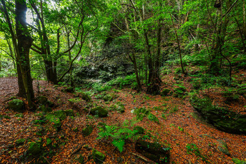 Scenic view of Cubo de la Galga hiking trail in the beautiful mysterious laurel forest. Laurisilva lush subtropical jungle on La Palma Island, Canary Islands, Spain, Europe