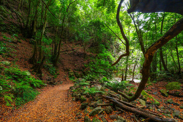 Scenic view of Cubo de la Galga hiking trail in the beautiful mysterious laurel forest. Laurisilva lush subtropical jungle on La Palma Island, Canary Islands, Spain, Europe
