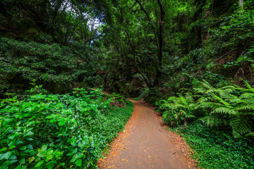 Scenic view of Cubo de la Galga hiking trail in the beautiful mysterious laurel forest. Laurisilva lush subtropical jungle on La Palma Island, Canary Islands, Spain, Europe