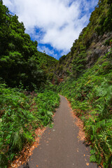 Fototapeta premium Scenic view of Cubo de la Galga hiking trail in the beautiful mysterious laurel forest. Laurisilva lush subtropical jungle on La Palma Island, Canary Islands, Spain, Europe
