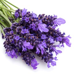 Fresh purple lavender flowers on white background