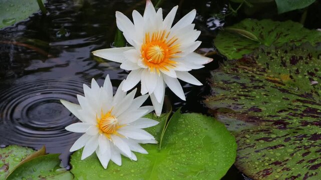 Beautiful water lilies bloomed in a still pond where rain was falling.비가내리는 잔잔한 연못에 아름다운 수련이 피었습니다.