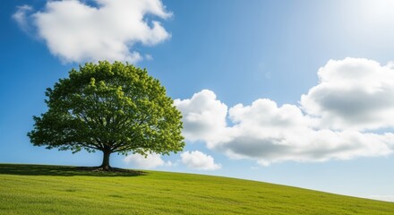 Obraz premium Towering oak tree on a grassy hill against a vibrant sky with fluffy clouds. Its lush green foliage shines in the sunlight, creating a serene and tranquil natural landscape.
