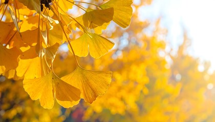 Golden Ginkgo Leaves in Autumn Sunlight