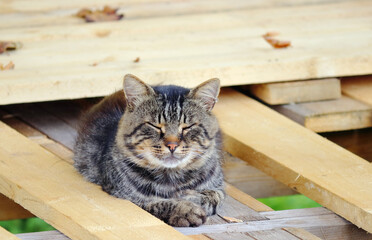 A cat sleeps in the sun