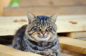 A cat sleeps in the sun