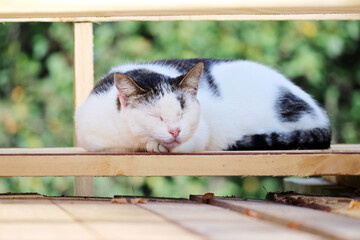 A cat sleeps in the sun