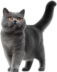 Standing British Shorthair cat