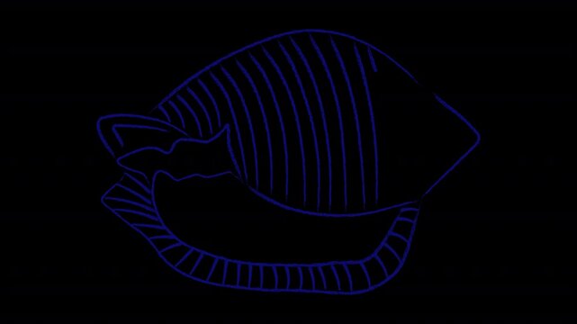 Animated chalk drawing of a shell in hand drawn style. Alpha channel
