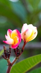 Frangipani Blossoms