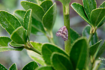 Insect feeding on a green plant stem