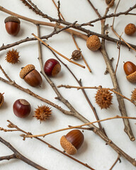 Natural autumn background with dry twigs, acorns and chestnuts on a light background. In warm shades