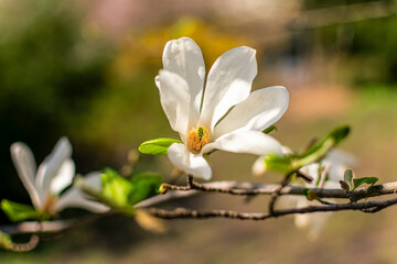 Close-up of white magnolia flower against blurred spring background.