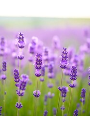 Naklejka premium Lavender field (1)